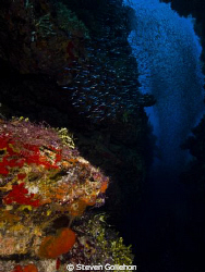 Large school of silversides at Big Tunnels in Grand Cayma... by Steven Gollehon 